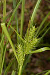 False hop sedge